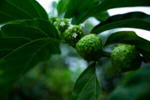 fructul-noni